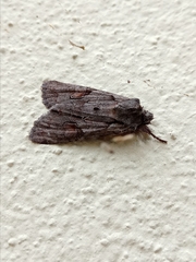 Lithophane furcifera