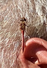 Sympetrum vulgatum