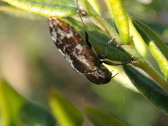 Diphucrania acuducta