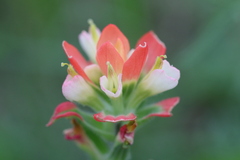 Castilleja indivisa