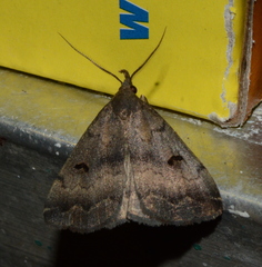 Phalaenostola hanhami