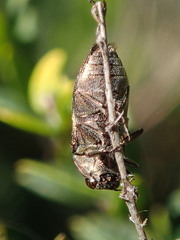 Diphucrania acuducta