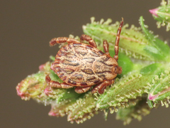 Dermacentor marginatus