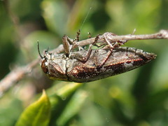 Diphucrania acuducta