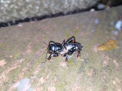 Stenopelmatus
