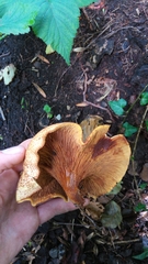 Paxillus rubicundulus