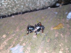 Stenopelmatus