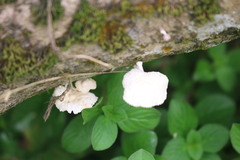 Crepidotus variabilis
