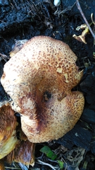 Paxillus rubicundulus
