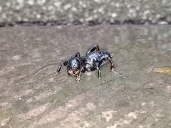 Stenopelmatus