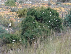 Convolvulus capensis