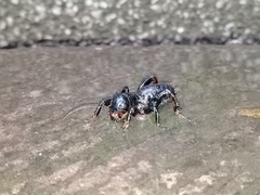 Stenopelmatus