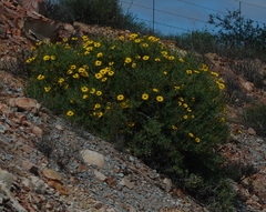 Osteospermum sinuatum