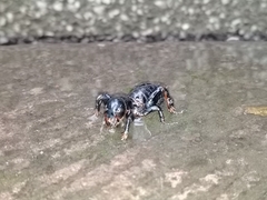 Stenopelmatus