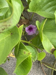 Ipomoea aquatica