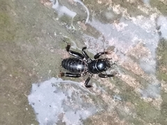 Stenopelmatus