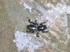 Stenopelmatus