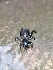 Stenopelmatus