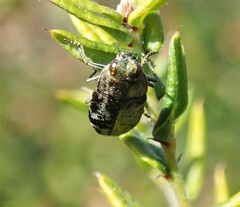 Diphucrania acuducta