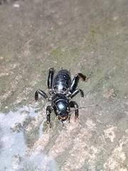 Stenopelmatus
