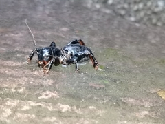 Stenopelmatus