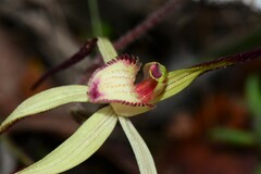 Caladenia fulva