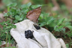 Charaxes bernardus