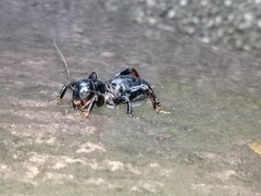 Stenopelmatus
