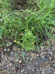 Sisymbrium officinale