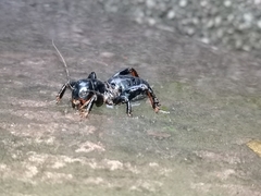 Stenopelmatus