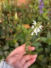 Angiospermae