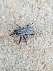 Sphenophorus cariosus
