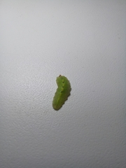 Epistrophe grossulariae