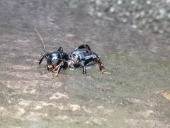 Stenopelmatus