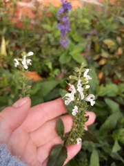 Angiospermae