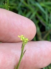 Sisymbrium officinale
