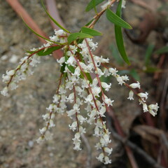 Leucopogon affinis