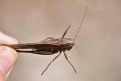 Platycleis affinis