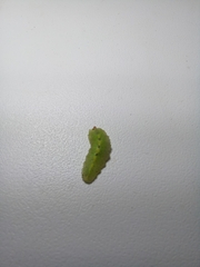 Epistrophe grossulariae