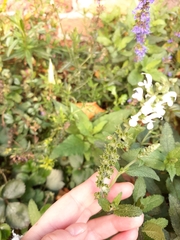 Angiospermae