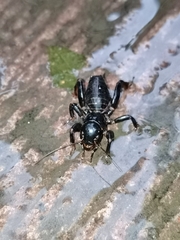 Stenopelmatus