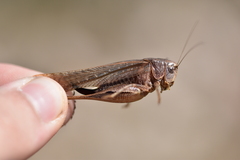 Platycleis affinis