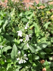 Angiospermae