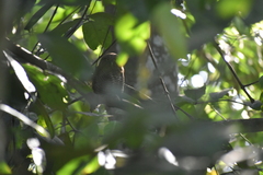 Glaucidium radiatum