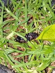 Stenopelmatus
