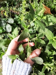 Angiospermae