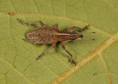 Charagmus gressorius