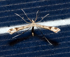Platyptilia carduidactylus