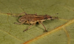 Charagmus gressorius