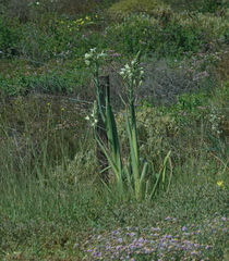 Albuca canadensis